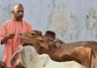 गुड़-रोटी खिलाकर मुख्यमंत्री योगी ने की गोसेवा