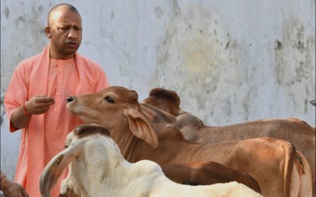 गुड़-रोटी खिलाकर मुख्यमंत्री योगी ने की गोसेवा