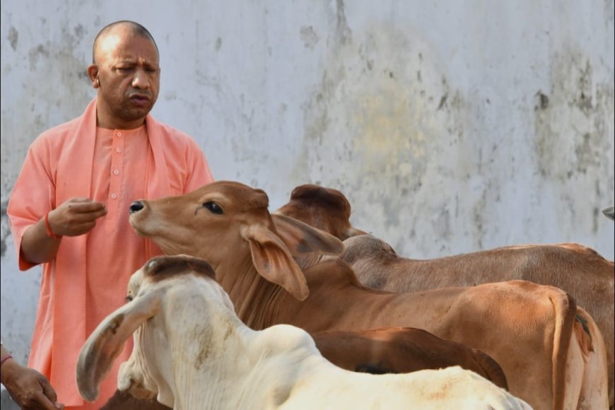 गुड़-रोटी खिलाकर मुख्यमंत्री योगी ने की गोसेवा