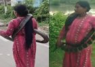 बिहार 'स्नेक लेडी' जानकी देवी ने 10 फीट लंबे कोबरा का किया रेस्क्यू, वीडियो वायरल