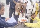 भोपाल में बारिश की कामना के लिए गधों को खिलाए गए गुलाब जामुन, अनोखे टोटके की चर्चा