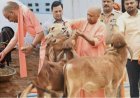 याेगी सरकार की पहल पर कानपुर में संवर रही गोवंश की सेहत
