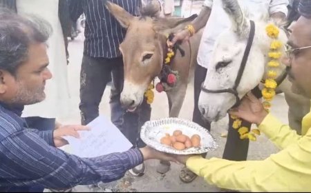 भोपाल में बारिश की कामना के लिए गधों को खिलाए गए गुलाब जामुन, अनोखे टोटके की चर्चा