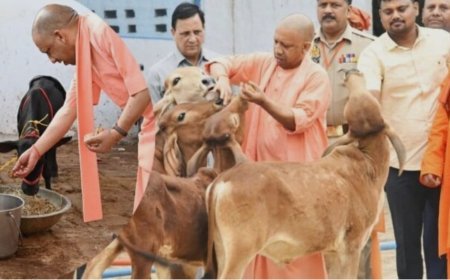 याेगी सरकार की पहल पर कानपुर में संवर रही गोवंश की सेहत