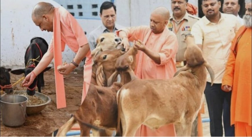 याेगी सरकार की पहल पर कानपुर में संवर रही गोवंश की सेहत