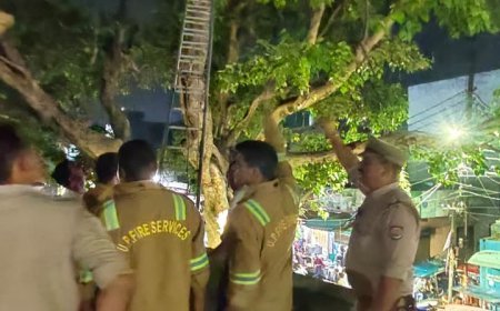 मुरादाबाद में 100 फीट ऊंचे पेड़ पर फंसी चील का रेस्क्यू, पुलिस और फायर ब्रिगेड ने बचाई जान
