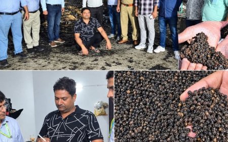नकली काली मिर्च का भंडाफोड़: मैदा, गोंद और रिफाइंड तेल से बना रहे थे 'काली मिर्च', लाखों का माल जब्त